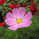 100 Seeds - Pinkie Cosmos Seeds Cosmos Bipnnatus - Beautiful Flower Home Garden #trck7