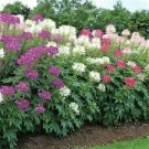 150 Seeds - Mixed Colors Cleome Seeds - Beautiful Flower Home Garden #trck7
