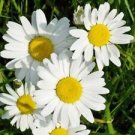 200 Seeds - Ox-Eye Daisy Seeds Chrysanthemum Leucanthemum - Beautiful Flower Home Garden #trck7