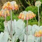 20 Seeds - Cotyledon Mixed Seeds Succulent Cactus - Beautiful Flower Home Garden #trck7