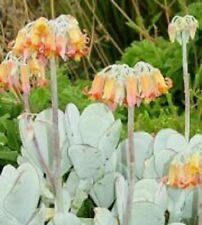 20 Seeds - Cotyledon Mixed Seeds Succulent Cactus - Beautiful Flower Home Garden #trck7