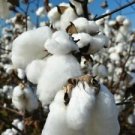 20 Seeds - Gossypium Herbaceum Seeds Cotton Plant - Beautiful Flower Home Garden #trck7