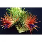 5 Seeds - Air Plant Seeds Tillandsia Annual Bromeliad - Beautiful Flower Home Garden #trck7