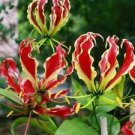 12 Seeds - Flame Lily Seeds Gloriosa Superba Perennial - Beautiful Flower Home Garden #trck7