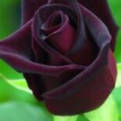 10 Seeds - Dark Purple Rose Seeds Flower Bush - Beautiful Flower Home Garden #trck7