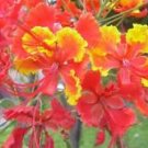 10 Seeds - Red Bird of Paradise Seeds Caesalpinia Pulcherrima - Beautiful Flower Home Garden #trck7