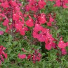 50 Seeds - Coral Pink Salvia Seeds Flower Seed - Beautiful Flower Home Garden #trck7