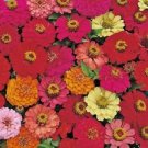50 Seeds - Pulcino Mix Zinnia Seeds - Beautiful Flower Home Garden #trck7