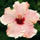 20 Seeds - Light Pink Hibiscus Seed - Beautiful Flower Home Garden #trck7
