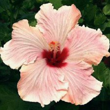 20 Seeds - Light Pink Hibiscus Seed - Beautiful Flower Home Garden #trck7
