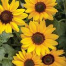 25 Seeds - Gold Rush Sunflower Seeds - Beautiful Flower Home Garden #trck7