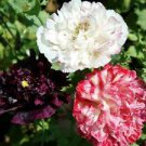 200 Seeds - Antique Shades Poppy Seeds - Beautiful Flower Home Garden #trck7