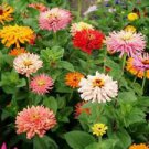 50 Seeds - Cactus Flowered Mix Zinnia Seeds - Beautiful Flower Home Garden #trck7