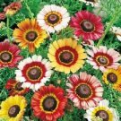 200 Seeds - Painted Daisy Seeds Chrysanthemum Carinatum - Beautiful Flower Home Garden #trck7