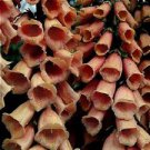 50 Seeds - Apricot Foxglove Seeds Digitalis Purpurea - Beautiful Flower Home Garden #trck7