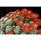 20 Seeds - Rebutia Mixed Seeds Cactaceae Succulent - Beautiful Flower Home Garden #trck7