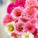 50 Seeds - Show Stopper Mix Zinnia Seeds - Beautiful Flower Home Garden #trck7