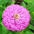 50 Seeds - Miss Willmott Zinnia Seeds - Beautiful Flower Home Garden #trck7