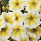 50 Seeds - Yellow White Petunia Seeds - Beautiful Flower Home Garden #trck7