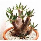 5 Seeds - Pachypodium Densiflorum Seeds - Beautiful Flower Home Garden #trck7