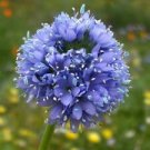 100 Seeds - Globe Gilia Seeds Gilia Capitata Annual - Beautiful Flower Home Garden #trck7
