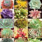 20 Seeds - Echeveria Species Mix Succulent Seeds - Beautiful Flower Home Garden #trck7