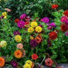 50 Seeds - State Fair Mix Zinnia Seeds Zinnia Elegans - Beautiful Flower Home Garden #trck7