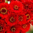 50 Seeds - Cherry Queen Zinnia Seeds Zinnia Elegans - Beautiful Flower Home Garden #trck7