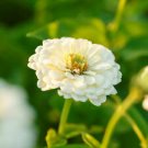 50 Seeds - Polar Bear Zinnia Seeds Zinnia Elegans - Beautiful Flower Home Garden #trck7