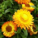 200 Seeds - Golden Yellow Strawflower Seeds - Beautiful Flower Home Garden #trck7