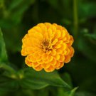50 Seeds - Canary Bird Zinnia Seeds Zinnia Elegans - Beautiful Flower Home Garden #trck7