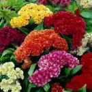 100 Seeds - Cristata Mix Celosia Seeds Celosia Cristata - Beautiful Flower Home Garden #trck7