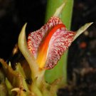 10 Seeds - Zingiber Rubens Seeds Bengal Ginger - Beautiful Flower Home Garden #trck7