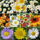 200 Seeds - Daisy Flower Seed Mix Daisy Crazy Annual - Beautiful Flower Home Garden #trck7