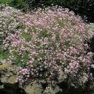200 Seeds - Pink Babys Breath Seeds - Beautiful Flower Home Garden #trck7