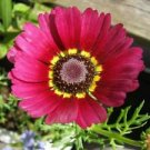 200 Seeds - Flame Painted Daisy Seeds - Beautiful Flower Home Garden #trck7