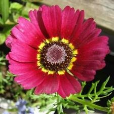 200 Seeds - Flame Painted Daisy Seeds - Beautiful Flower Home Garden #trck7