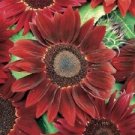 25 Seeds - Rogue Royale Sunflower Seeds - Beautiful Flower Home Garden #trck7