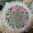 20 Seeds - Mammillaria Bocasana Cactus Seeds - Beautiful Flower Home Garden #trck7