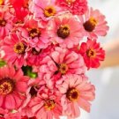 50 Seeds - Salmon Queen Zinnia Seeds Zinnia Elegans - Beautiful Flower Home Garden #trck7