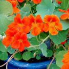 10 Seeds - Spitfire Nasturtium Seeds Tropaeolum Lobbianum - Beautiful Flower Home Garden #trck7