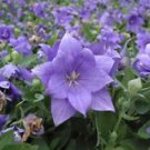 50 Seeds - Platycodon Grandifloras Seeds - Beautiful Flower Home Garden #trck7