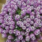 25 Seeds - Purple Alyssum Seeds Carpet Flower - Beautiful Flower Home Garden #trck7