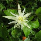 5 Seeds - Passiflora Capsularis Seeds - Beautiful Flower Home Garden #trck7