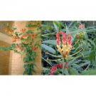 6 Seeds - Gloriosa Rothschildiana Seeds - Beautiful Flower Home Garden #trck7