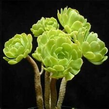 15 Seeds - Aeonium Mixed Seeds Flowering Succulent - Beautiful Flower Home Garden #trck7