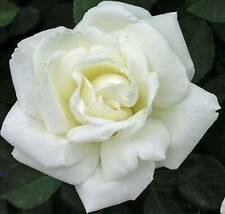 10 Seeds - Double White Rose Seeds Flower Bush - Beautiful Flower Home Garden #trck7