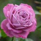 10 Seeds - Double Pink Rose Seeds Flower Bush - Beautiful Flower Home Garden #trck7
