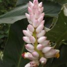 10 Seeds - Alpinia Malaccensis Succulent Seeds - Beautiful Flower Home Garden #trck7