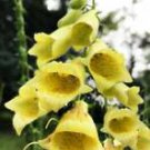 50 Seeds - Large Yellow Foxglove Seeds - Beautiful Flower Home Garden #trck7